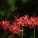 중앙공원(상) 이미지