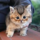 진주강아지분양 고양이분양 미유펫 | 군위고양이분양 미유펫대구점 후기 🐾— 조용히 다가온 고양이가 만들어준 새로운 행복