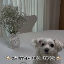 댕수무강 이미지