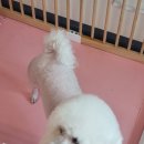 힐펫 이미지