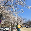 벚꽃주유소 | [공주] 동학사 벚꽃 축제 후기(진짜 벚꽃이 예쁜 곳은..??)