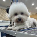 멍데이즈 이미지