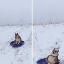 똥꼬발랄 이미지