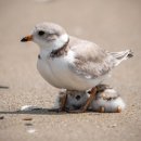 멸종 위기라는 파이핑 플러버.jpg 이미지