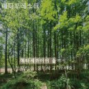 메타포레스트