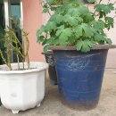 순희의정원 이미지