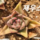 제우스 이미지