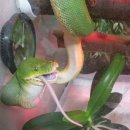 Green tree python(그린 트리 파이톤) 이미지