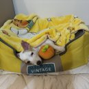 엘제이펫 이미지