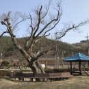 보호수광장 이미지