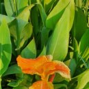 칸나(Canna)