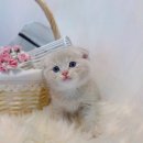 천안고양이 분양 퍼스트캣 본점 | 천안고양이분양 퍼스트캣 본점에서 천안랙돌분양 고민 끝내기