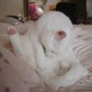 삐삐그루밍 이미지