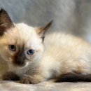 도그마루 강아지고양이 인천논현점 네이버블로그