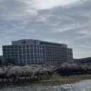 한국지엠경주바로서비스 | 경주 힐튼호텔 : 경주 2025 APEC 성공적인 유치를 위해_벚꽂보며 숙박한 후기