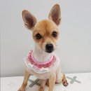 캔디펫살롱 이미지