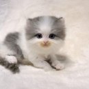 천안고양이분양 베스트캣 제나캣 천안점 | 천안고양이분양 베스트캣제나캣 천안점에서 귀여운 친구 만나보세요!