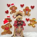 고려 애견 미용실 | 안양동애견미용 쁘띠아몽 애견미용실 이용후기