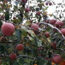 봉좌농장 이미지