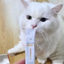 디비유통 | 2025 부산 캣쇼 벡스코 고양이 박람회 상품권 부스 구매 솔직후기