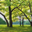 고요한 숲 이미지