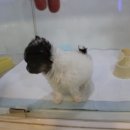 희망애견샵 이미지