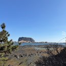 식산봉의 황근자생지 및 상록활엽수림 | 제주 유채꽃 구경 강아지 산책. 카니러브 독 칠면조 강아지 사료. ZEAL 송아지꼬리 수제 강아지 간식.