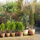 로얄바카라 이미지