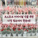 (주)하나메디웰 | 코스트코 어버이날 선물 뭐가 좋을까? 추천템 가격 공유