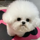 퍼피빌리지 이미지