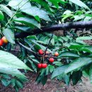 연태농장 이미지