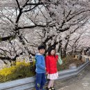 SK인천석유화학(42768) | 인천 서구 벚꽃 명소 BEST 3 SK인천석유화학 드림파크 외