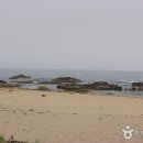 고성국화꽃향기 이미지