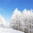 (1/28 화) 만항재 하늘숲 공원+ 통리역 오로라 파크 눈꽃 전망대(마감) 이미지