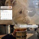983 | 프릳츠보다 맛있어서 놀란 수원 아메리카노 맛집 반코플라노 (+추가후기)