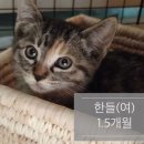 삼색고등어