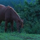 스테이 호자 이미지