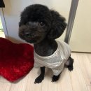 아미동물병원 네이버블로그