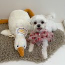 굿독 애견미용클럽 | 과천 애견미용실 얼굴 부분 다듬은 말티즈 미용 또몽 후기