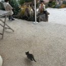 트윈브릿지 이미지