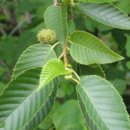 오리나무 이미지