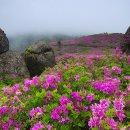 초암산철쭉...전남 보성 겸백면 이미지