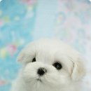 그리시아 화이트 매직 이미지