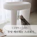 초보집사 첫 고양이 스크래처 추천, 두잇 캐르테논 사용 후기