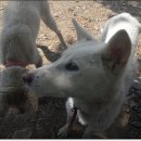 언니네강아지 이미지