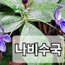 수피아 이미지