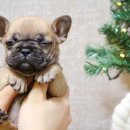 마리켄넬 24시강아지분양 애견분양 애견샵 이미지