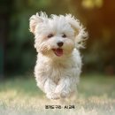 왕숙천공원 왕숙교하부 | 구리 인창공원 반려견 놀이터 펫패스 QR 출입 정보