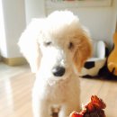 도기부기 이미지