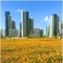 나성동 836 도시상징광장 | 세종 코스모스 명소 도시상징광장